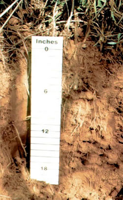 Arcadia soil profile