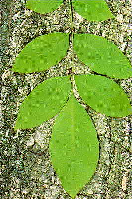 green ash leaf