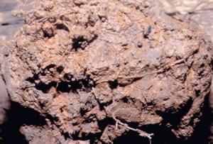 hydric soil example