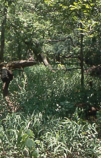 Okmulgee Forested WMA