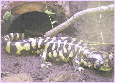 barred tiger salamander