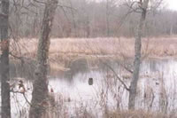 Boehler Seeps bog