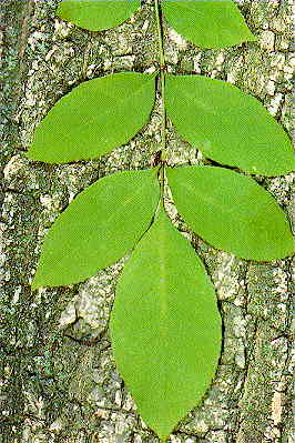 green ash leaf
