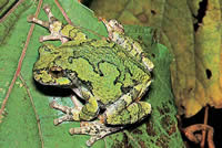 grey treefrog