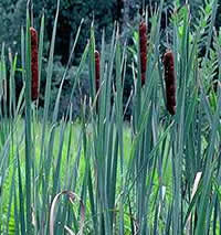 cattail stand