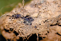 soil 
