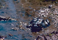 Bullfrog