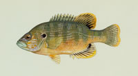 Green Sunfish