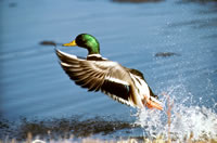 Mallard Drake