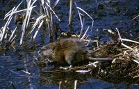 Muskrat