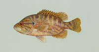 Warmouth