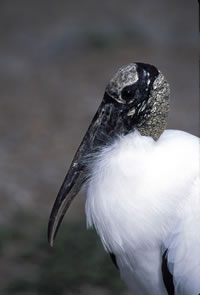 Wood Stork