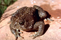 Woodhouse Toad