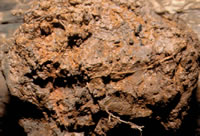 soil 