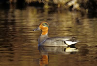 Green winged teal