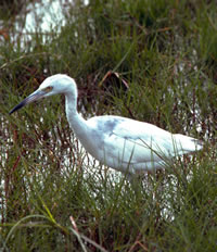Little Blue Herron