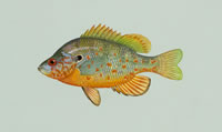Spotted Sunfish